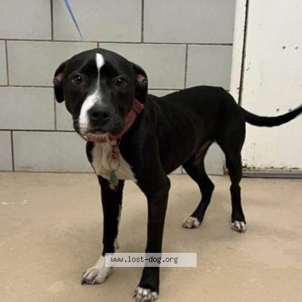 Photo 1/1 Gina Ann Marie Nicole Johnson Dog lost in Nashville