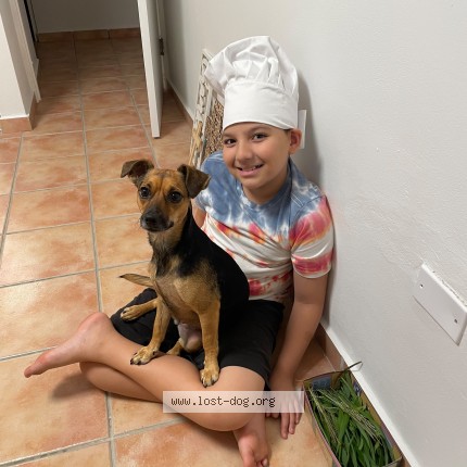 Photo 1/1 Roxy Dog lost in Las Piedras