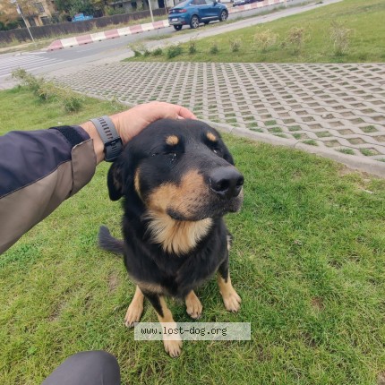 Fotografie 1/1 Câine găsit Găsit la Mamaia Hanul Cu Peste