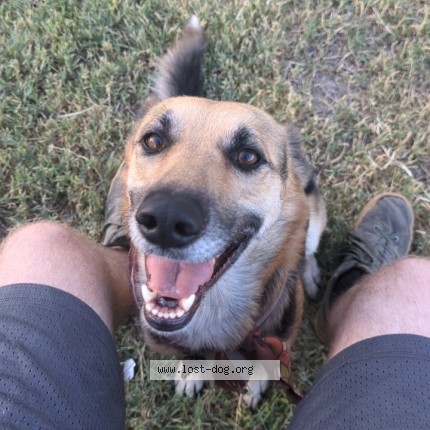 Photo 1/1 Saidy Dog lost in Needles
