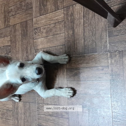 Photo 1/1 Found dog Found in S A S Nagar Kharar