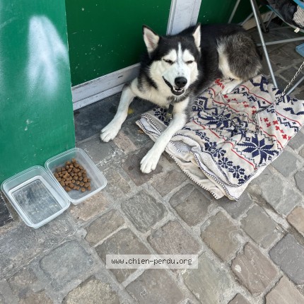 Foto van gevonden hond in Bruxelles