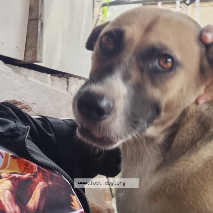 Photo 1/1 Maxim Dog lost in Albuera Leyte