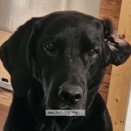 Photo 1/1 Mona Dog lost in Shaunavon