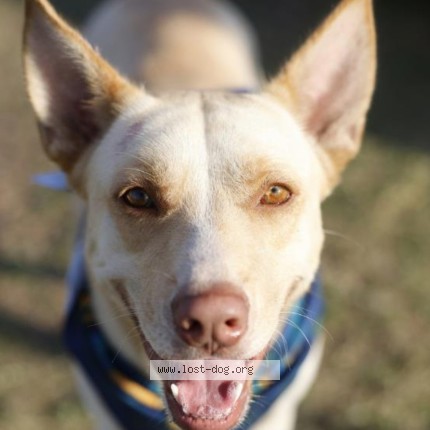 Photo 1/1 China Dog lost in San Antonio