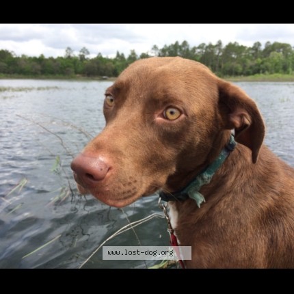 Photo 1/1 Jessie Dog lost in Lynn Haven