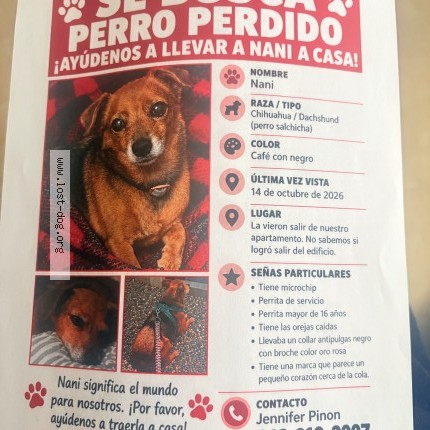 Photo 1/1 diego pinon Dog lost in Panorama City
