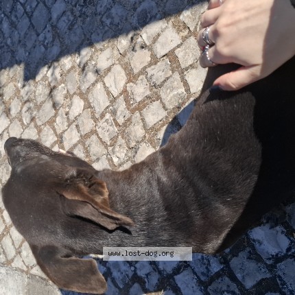 Foto 1/1 Cão encontrado Encontrado em Corroios