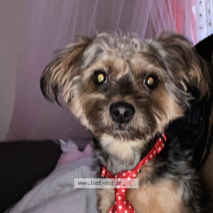 Photo 1/2 pop "butt butt" Dog lost in Newark