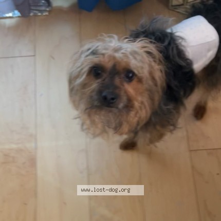 Photo 2/2 pop "butt butt" Dog lost in Newark