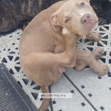 Photo 1/1 Bentley Storm Register Dog lost in Pensacola