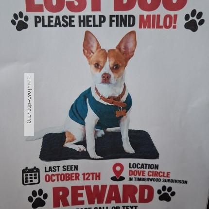 Photo 1/1 milo Dog lost in Humble