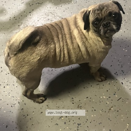 Photo 1/1 Found dog Found in San Diego