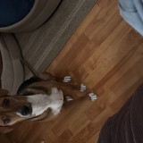 Greta
