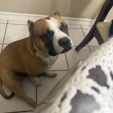 Astro