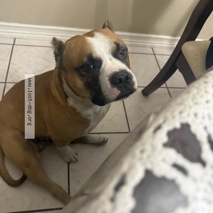 Photo 1/1 Reunited dog Lost in Duncanville
