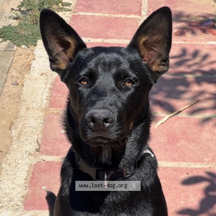 Photo 1/3 Campeon Aka champion Dog lost in Rosemead