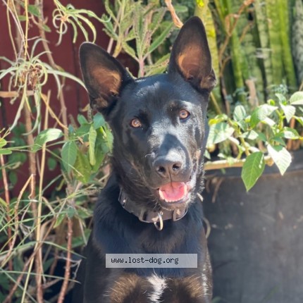 Photo 2/3 Campeon Aka champion Dog lost in Rosemead