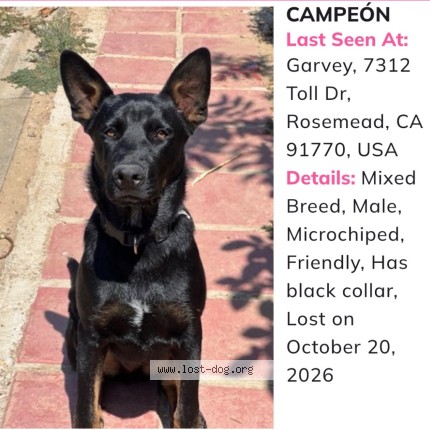 Photo 3/3 Campeon Aka champion Dog lost in Rosemead
