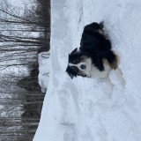 Stella