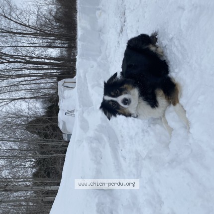 Photo 1/1 Stella Dog lost in South Glengary