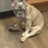 nina