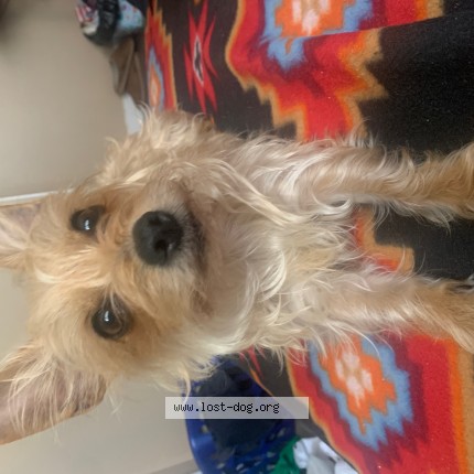 Photo 1/1 Tulip Dog lost in Cardston
