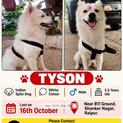 Photo 1/1 Found dog Found in Raipur