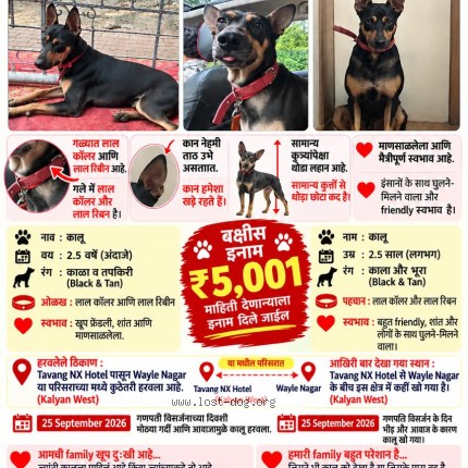 Photo 1/1 kalu Dog lost in Kalyan