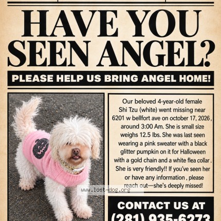 Photo 1/1 angel Dog lost in Houston