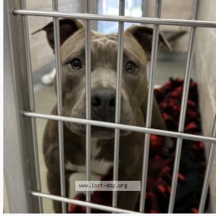 Photo 1/1 dax Dog lost in Portland