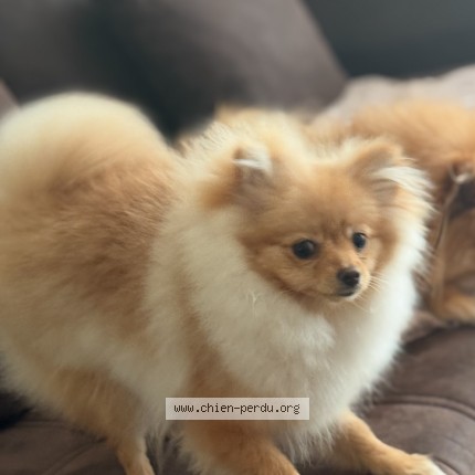 Foto 1/1 Perola Hond vermist in Bruxelles