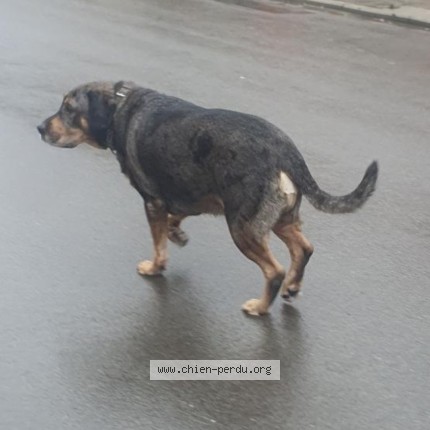 Foto 1/1 Hond gevonden Gevonden in Montegnee
