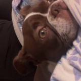 stella