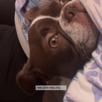 Photo 1/1 stella Dog lost in Altoona