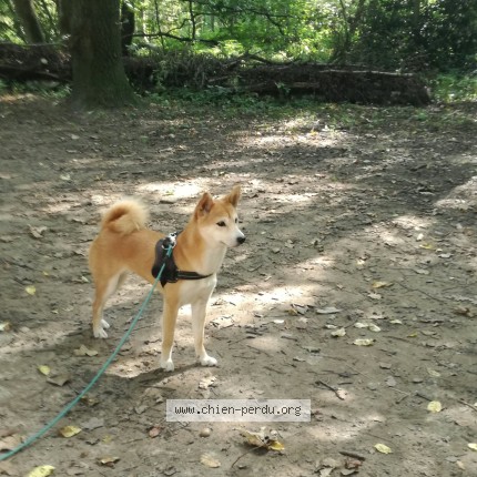 Foto van vermiste hond in 1180