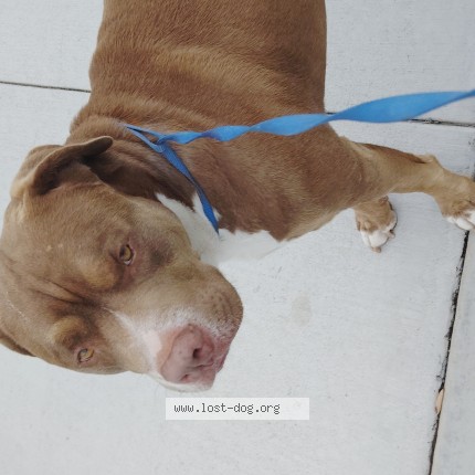 Photo 1/1 Found dog Found in Redlands