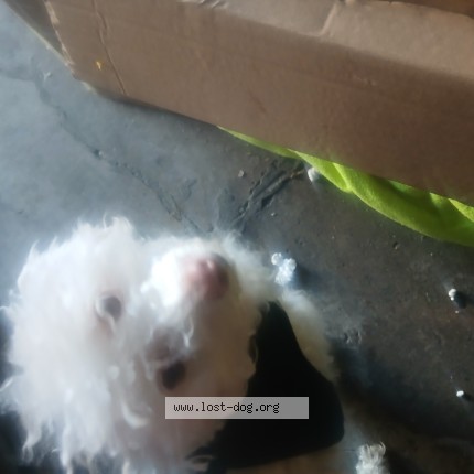 Photo 1/1 Found dog Found in Pittsburg