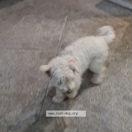 Photo 1/1 Reunited dog Lost in Islamabad