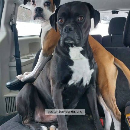 Photo 1/1 Roxy Dog lost in St Hubert