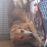 Simba