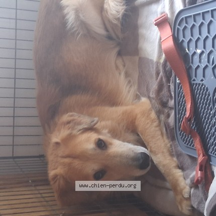 Foto 1/1 Simba Hond vermist in Flostoy