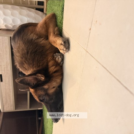 Photo 1/1 suzie Dog lost in Gujranwala