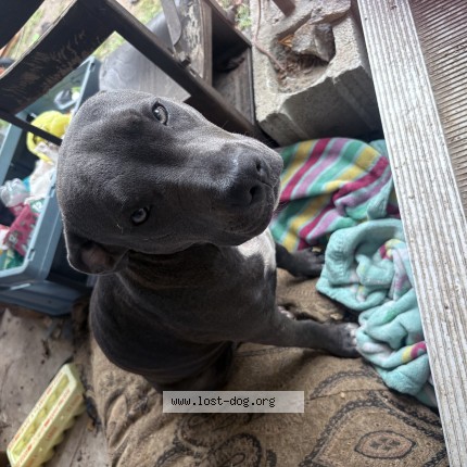 Picture of dog lost at Green Forest