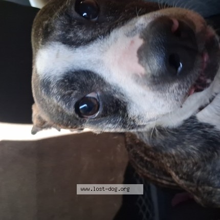 Photo 1/1 humpty dumpty Dog lost in Salem
