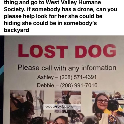Photo 1/1 bella Dog lost in Nampa
