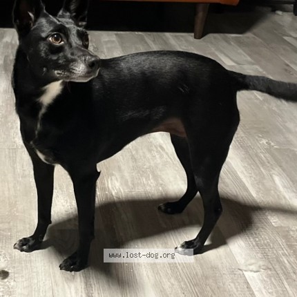 Photo 1/1 Reunited dog Lost in Beloit