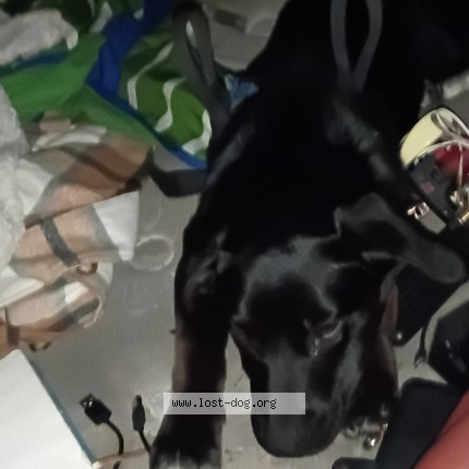 Photo 1/2 mimi Dog lost in Long Beach