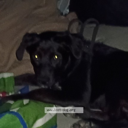 Photo 2/2 mimi Dog lost in Long Beach