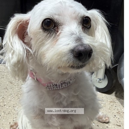 Photo 1/1 lenna Dog lost in Phoenix
